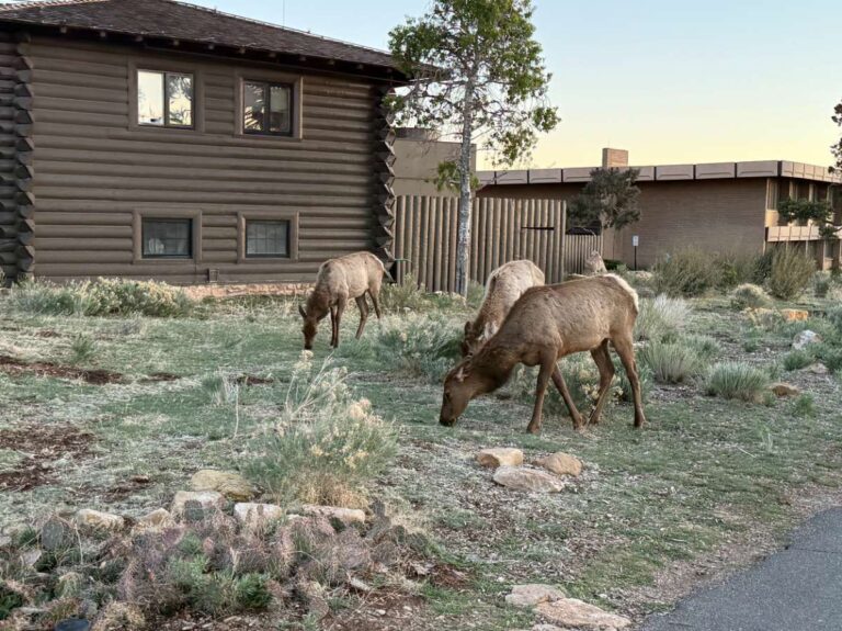 Elk outside a hotel at Grand Canyon National Park Village