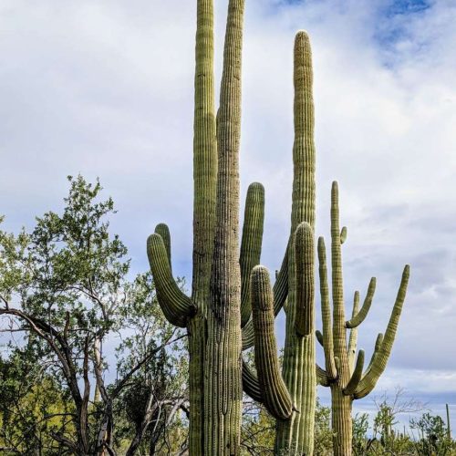 Cacti at Saguaro National Park