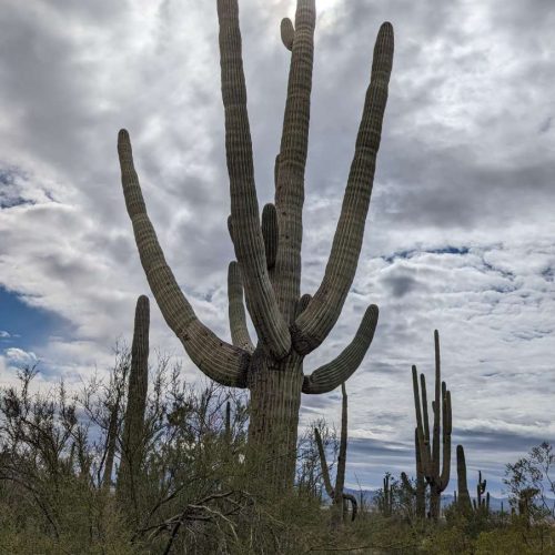Cacti at Saguaro National Park