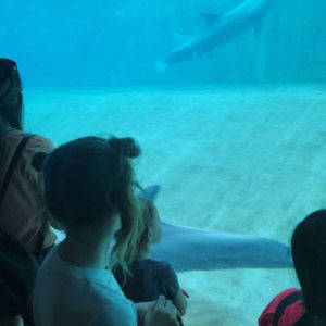 Dolphin underwater viewing area