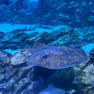Manta Aquarium