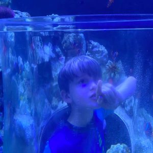 Go inside the tank at Jewel of the Sea Aquarium