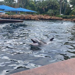 Dolphin Cove