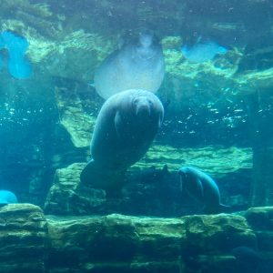 Manatee Rehabilitation