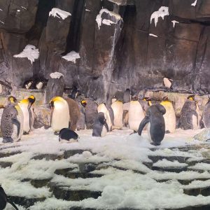 Penguins with no glass in between you and them!