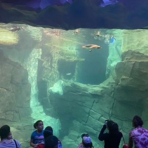 Penguin underwater viewing