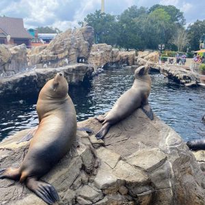 Sea lions at Pacific Point Reserve