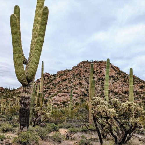 Cacti at Saguaro National Park