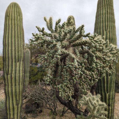 Cacti at Saguaro National Park