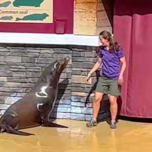 sea-lion-show